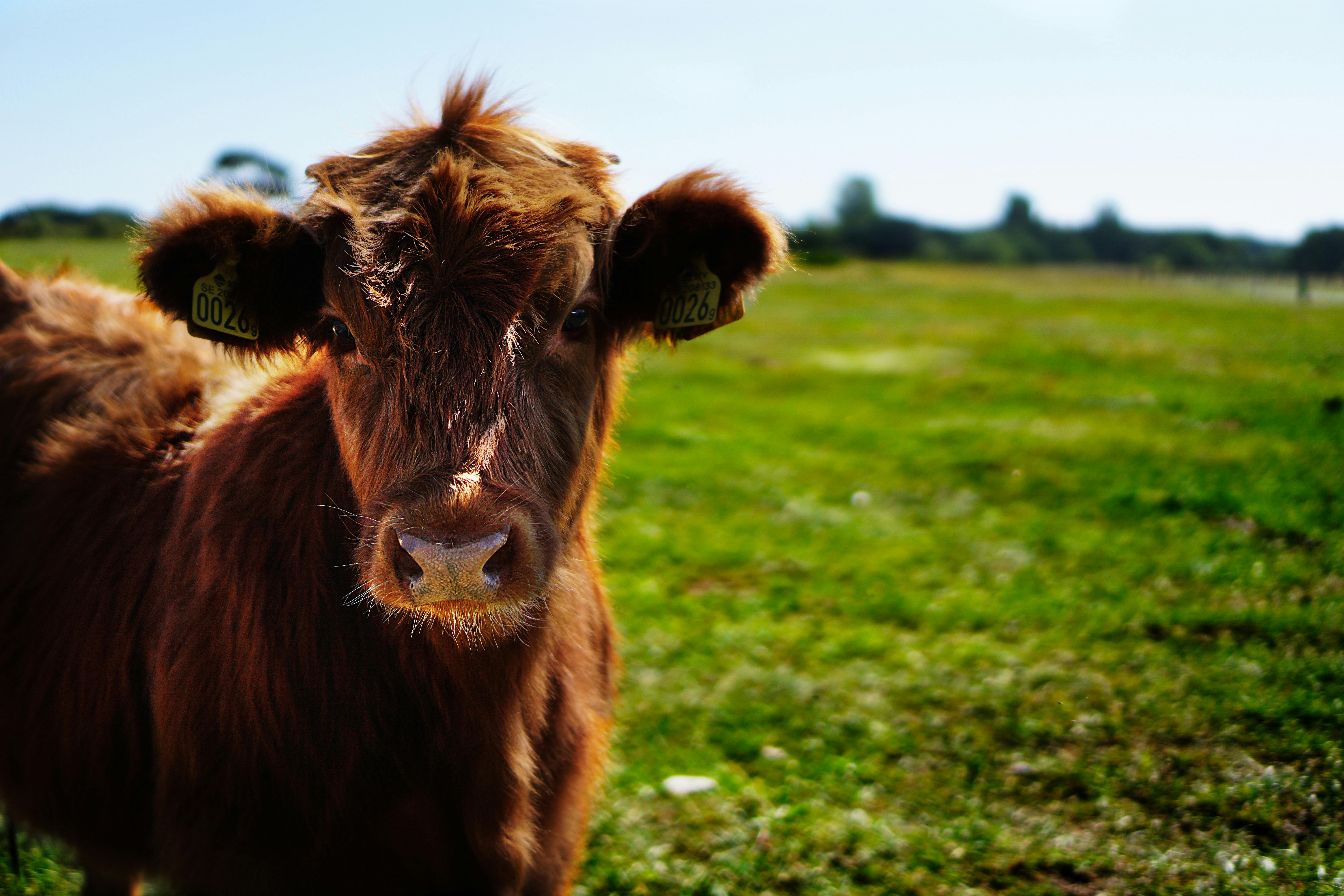 Healthy cattle in pasture